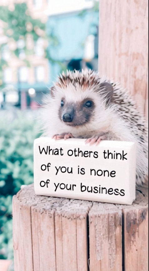 A cute hedgehog perched on a wooden post, holding a small sign that reads, "What others think of you is none of your business," with a blurred green background.