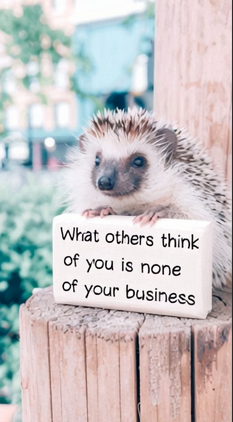  A cute hedgehog perched on a wooden post, holding a small sign that reads, "What others think of you is none of your business," with a blurred green background.